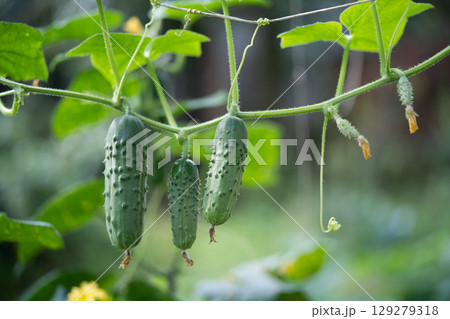 fresh green cucumbers grow in a greenhouse 129279318