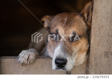 A lonely and sad guard dog on a chain near a dog house outdoors. 129279353