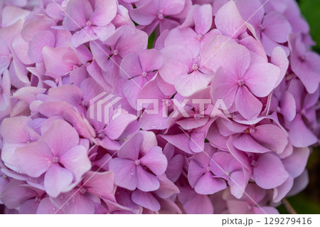 beautiful pink hydrangea flowers in the garden 129279416