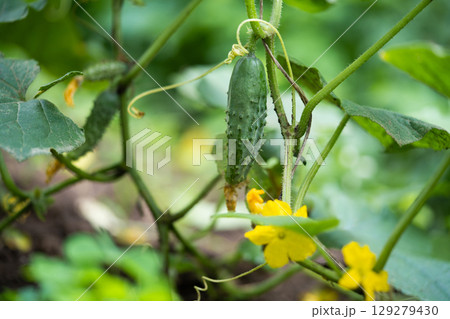 fresh green cucumbers grow in a greenhouse fresh green cucumbers grow in a greenhouse 129279430