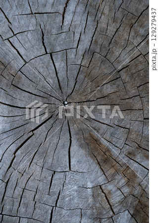close up of wood texture with natural fibers, board material for construction close up of wood texture with natural fibers, board material for construction 129279437