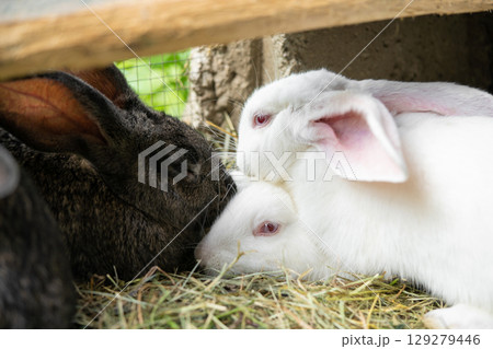a beautiful grey domestic rabbit is grazing and walking in the enclosure outdoors a beautiful grey domestic rabbit is grazing and walking in the enclosure outdoors 129279446