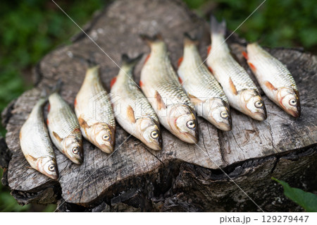 a beautiful catch of fish laid out by a fisherman on a board a beautiful catch of fish laid out by a fisherman on a board 129279447