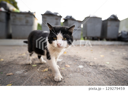 homeless dirty hungry cat looking for food near garbage cans 129279459