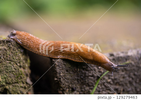 close-up of a Spanish snail (Arion vulgaris) outdoors close-up of a Spanish snail (Arion vulgaris) outdoors 129279463