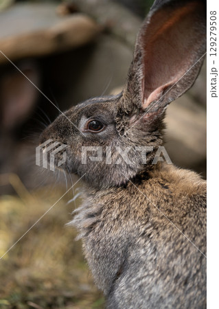 a beautiful grey domestic rabbit is grazing and walking in the enclosure outdoors 129279508