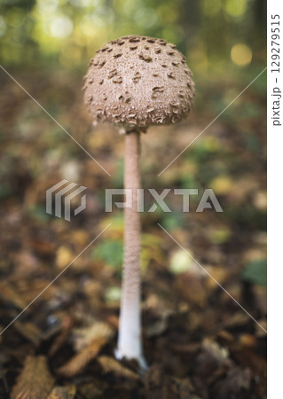 Close-up of an umbrella mushroom growing in the forest 129279515