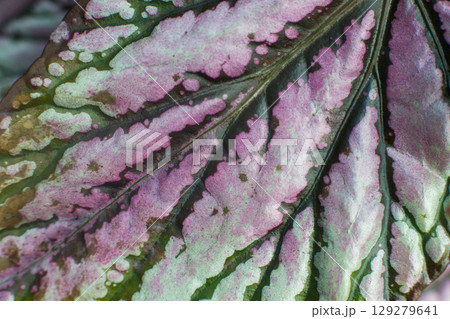 close-up texture of a leaf of a begonia plant close-up texture of a leaf of a begonia plant 129279641