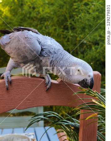 a large gray African red-tailed jaco parrot 129279831