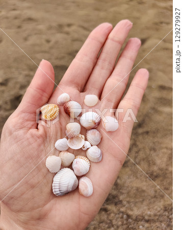 holding many different white small sea shells in the palms 129279927