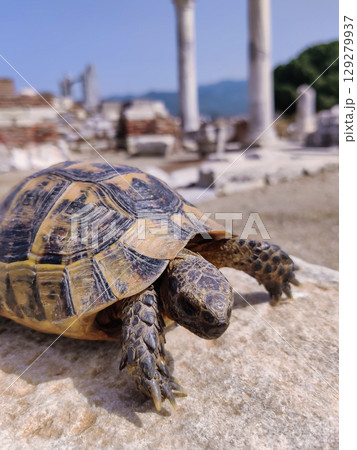 a turtle in the ruins of an old ancient city a turtle in the ruins of an old ancient city 129279937