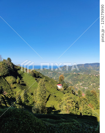 beautiful mountain landscape of bushes on tea plantations 129279990