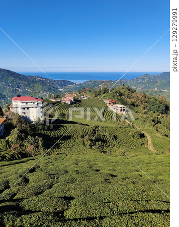 beautiful mountain landscape of bushes on tea plantations beautiful mountain landscape of bushes on tea plantations 129279991