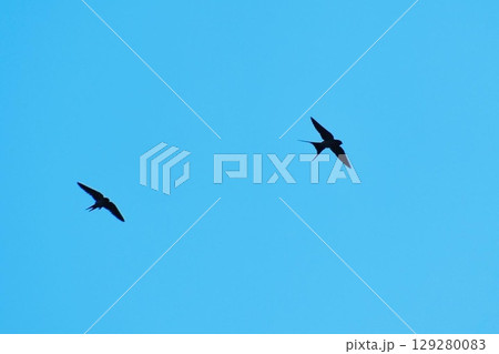 青空をバックに飛翔するコシアカツバメ7 青空をバックに飛翔するコシアカツバメ7 129280083