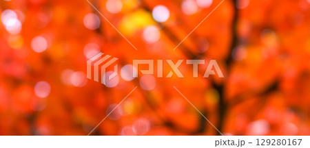 Vibrant red autumn background with beautiful bokeh lights and tree branches, festive abstract design for seasonal holiday concepts Vibrant red autumn background with beautiful bokeh lights and tree branches, festive abstract design for seasonal holiday concepts 129280167