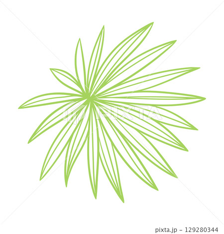 Linear fan palm leaf. Decorative image of tropical foliage and plant. 129280344