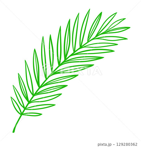Linear coconut palm leaf. Decorative image of tropical foliage and plant. Linear coconut palm leaf. Decorative image of tropical foliage and plant. 129280362