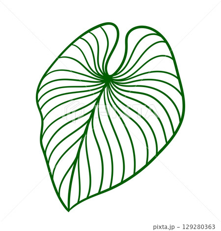 Linear monstera palm leaf. Decorative image of tropical foliage and plant. 129280363