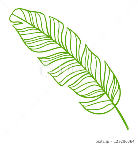 Linear banana palm leaf. Decorative image of tropical foliage and plant. Linear banana palm leaf. Decorative image of tropical foliage and plant. 129280364