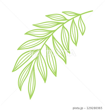 Linear date palm leaf. Decorative image of tropical foliage and plant. 129280365