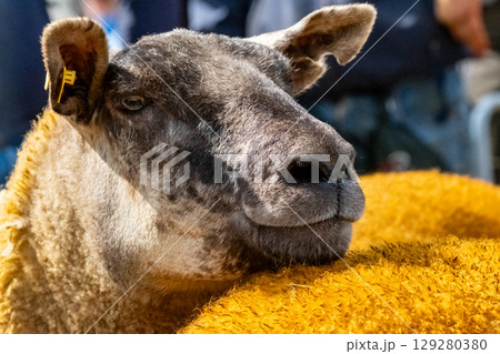 Sheep at the Meenacross Agricultural Show in Ireland Sheep at the Meenacross Agricultural Show in Ireland 129280380
