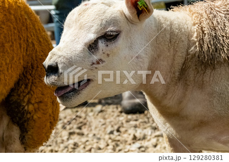 Texel sheep at the Meenacross Agricultural Show in Ireland 129280381