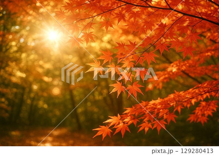 秋　紅葉　モミジ　　 129280413