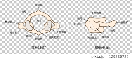 Anatomy of the first cervical vertebra (atlas), top and side views 129280723