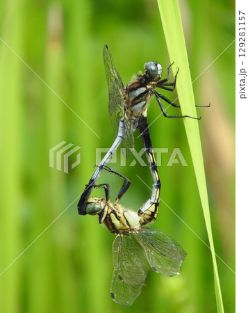 蒲の葉で休むシオカラトンボのペア 129281157