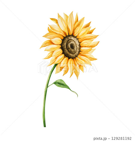 Watercolor bright yellow sunflower in warm autumn tones. Botanical hand drawn illustration isolated on background. Ideal for seasonal, halloween, forest, or nature-themed designs. Rustic foliage Watercolor bright yellow sunflower in warm autumn tones. Botanical hand drawn illustration isolated on background. Ideal for seasonal, halloween, forest, or nature-themed designs. Rustic foliage 129281192