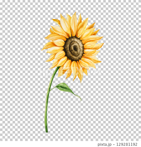 Watercolor bright yellow sunflower in warm autumn tones. Botanical hand drawn illustration isolated on background. Ideal for seasonal, halloween, forest, or nature-themed designs. Rustic foliage Watercolor bright yellow sunflower in warm autumn tones. Botanical hand drawn illustration isolated on background. Ideal for seasonal, halloween, forest, or nature-themed designs. Rustic foliage 129281192