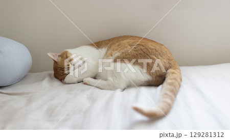 ginger cat feel tired and sleep well at day time, stretching its paw and arm	 129281312