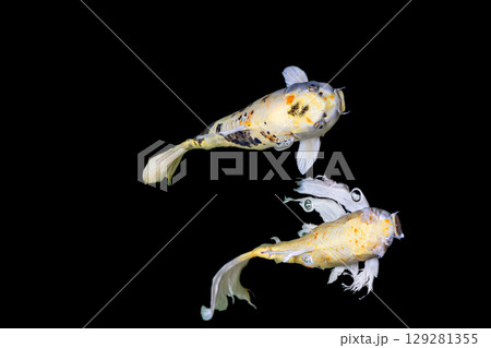 Color Isolated Koi Fish on Black Background (Isolated) 129281355