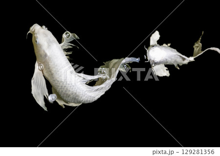 Color Isolated Koi Fish on Black Background (Isolated) 129281356