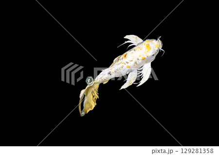 Color Isolated Koi Fish on Black Background (Isolated) Color Isolated Koi Fish on Black Background (Isolated) 129281358