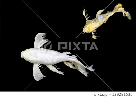 Color Isolated Koi Fish on Black Background (Isolated) 129281536