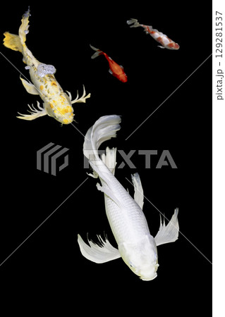 Color Isolated Koi Fish on Black Background (Isolated) Color Isolated Koi Fish on Black Background (Isolated) 129281537