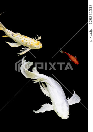 Color Isolated Koi Fish on Black Background (Isolated) 129281538