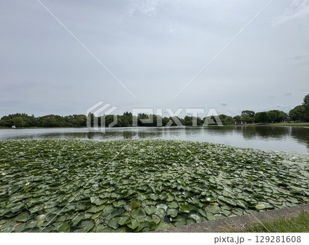 避暑地　軽井沢　水元公園　 129281608