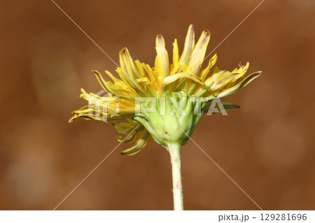 ニホンタンポポ総苞片_8570 ニホンタンポポ総苞片_8570 129281696