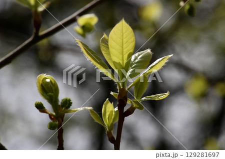 ヌマミズキの若葉 129281697