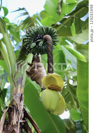バショウの果実 129281698