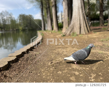 水元公園 軽井沢 日本の避暑地 水元公園 軽井沢 日本の避暑地 129281725