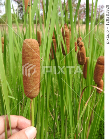 ガマの穂 : ソーセージのような形のふわふわした花穂 ガマの穂 : ソーセージのような形のふわふわした花穂 129281929
