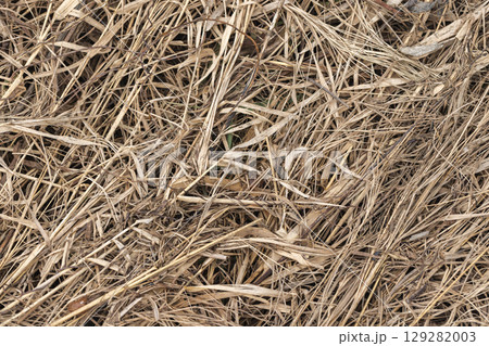Close-Up of Dry Straw Texture in Natural Outdoor Environment 129282003