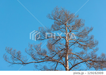 Tall Bare Tree Against a Clear Blue Sky in Daylight Tall Bare Tree Against a Clear Blue Sky in Daylight 129282009
