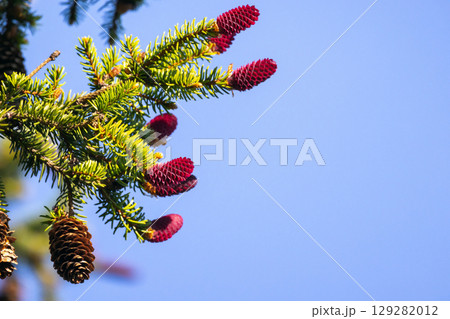 Close-Up of Colorful Pine Cones on a Vibrant Evergreen Branch in Sunshine 129282012
