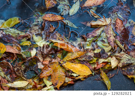 Colorful Fallen Autumn Leaves Floating on a Water Puddle Surface 129282021