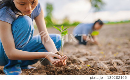 girl is planting  seedling in the dirt 129282166