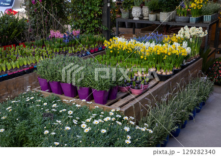 Variety of spring flowers in pots such as daffodils, hyacinths, lavender, daisies in a garden shop - Athens, March. Variety of spring flowers in pots such as daffodils, hyacinths, lavender, daisies in a garden shop - Athens, March. 129282340